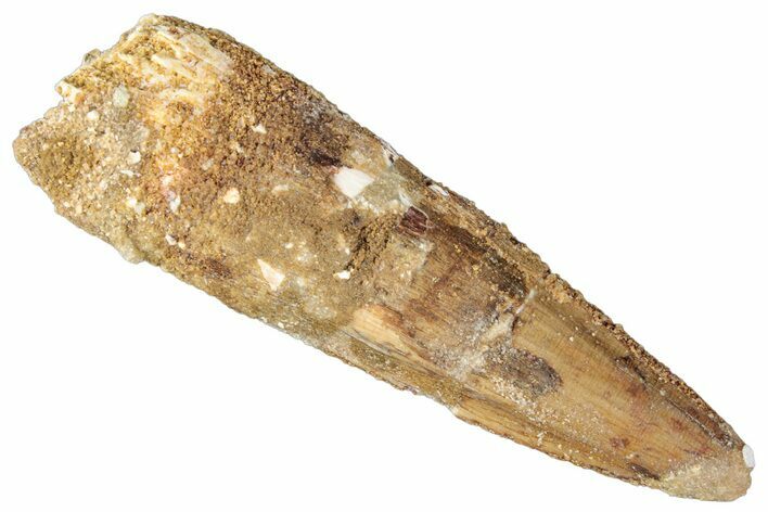Bargain, Fossil Spinosaurus Tooth - Real Dinosaur Tooth #269164